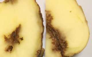 Нематода картофеля: описание, признаки поражения и лечение