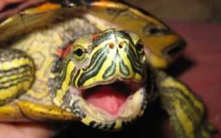 Укус красноухой черепахи: последствия