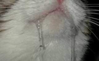 Лечение укуса кошки в домашних условиях: методы