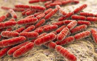 Правда о лактобактериях: чему можно верить, а чему – нет?