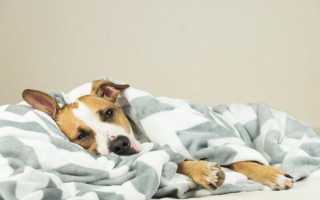 Пироплазмоз (бабебиоз) у собак — симптомы, лечение препаратами, последствия, профилактика бабезиоза