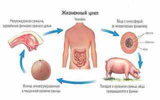 Свиной цепень (солитер) у человека: симптомы, лечение тениоза, заражение, жизненный цикл, строение