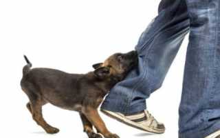 Первая помощь при укусе собаки: что нужно знать