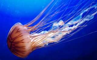 Ожог медузы: проявление и лечение