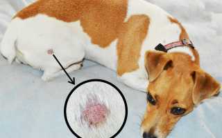 Можно ли заразиться глистами от собаки: самые опасные виды паразитов, методы профилактики