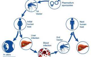 Малярия: что это такое, возбудитель, симптомы и лечение